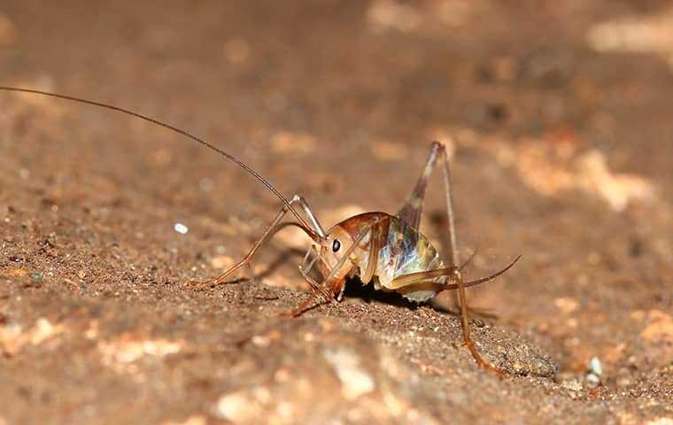 cave cricket on ground