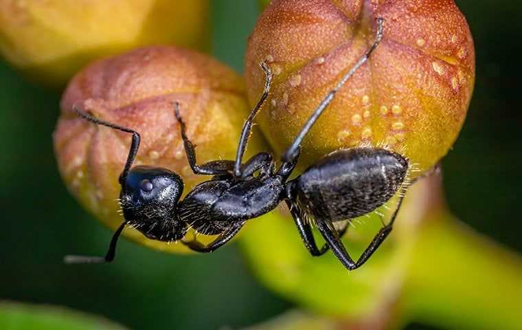 ant on fruit